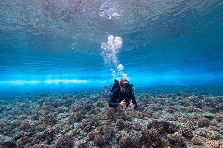 1 Dive in the afternoon for Certified Divers in Bora Bora