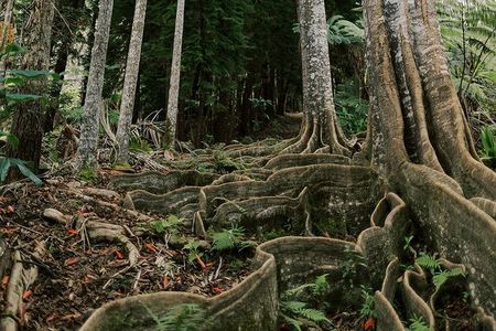 Kona Cloud Forest Sanctuary Montane Jungle Tour (2.5 hrs)