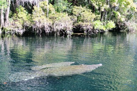 See Crystal River - Mantee & Wildlife Viewing Cruise