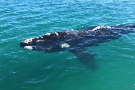 Shark Cage Diving and Whale Watching Combo Experience in Gansbaai