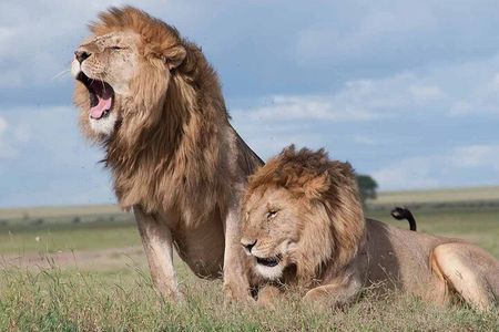 Nairobi National Park and Giraffe Centre 
