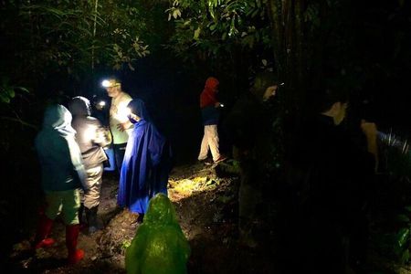 Sarapiqui Rainforest Night Walk : Wildlife & Adventure.