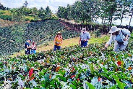 Gatura Greens Purple Tea Farm Private Tour From Nairobi