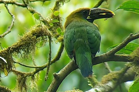 Monteverde Cloud Forest Guided Nature Walk with Local Naturalist