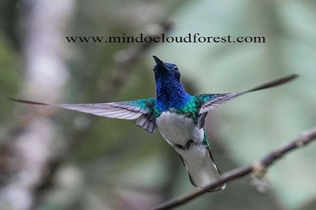 Ecuador & Mindo Bird Photography Tours with Richard Hernandez