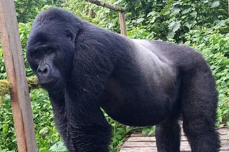 5 Days Uganda Primate And Gorilla Trekking Luxury Safari