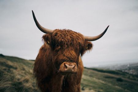 Private Guided Day Tour in Scottish Highlands