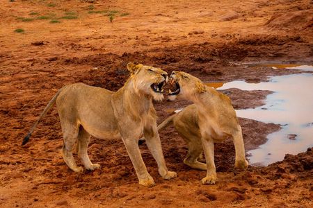 Private Tsavo East Day Safari from Mombasa and Diani