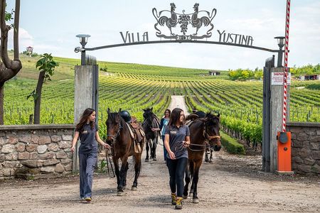 Half-Day of Horseback Adventure with Wine Tasting