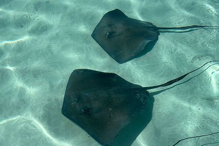 VIP Stingray City Adventure – Just for You