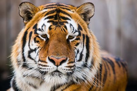 Private 4-Days Taj Mahal and Ranthambore Safari Tour from Delhi