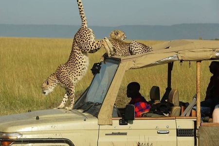 3 Days - 2 Nights Maasai Mara from Nairobi