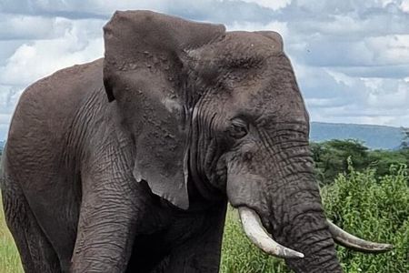 6 Days Private Safari in Tanzania