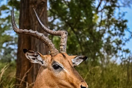 Day safari in Pilanesberg National Park 