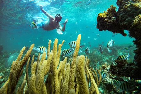Punta Cana Adults-Only Snorkel tour with Premium Seafood Lunch