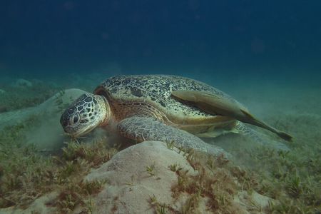 Dive with Dugongs and Turtles | Abu Dabbab | Marsa Alam | 2 Dives