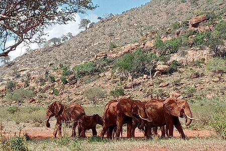 Day Trip to Amboseli National Park