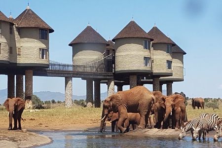 3 Days 2 Nights Safari to Saltlick Lodge from Nairobi
