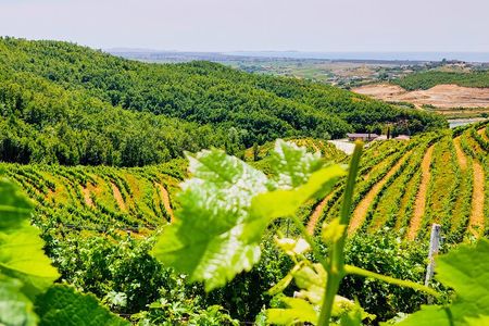 Vineyards, Wine Food Tasting & Boat Tour from Durres/Tirana