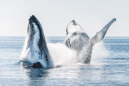 Hervey Bay: Half Day Whale watching & Island Stop Tour