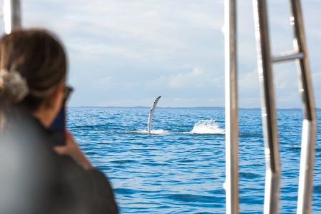 Hervey Bay: Half Day Whale watching & Island Stop Tour