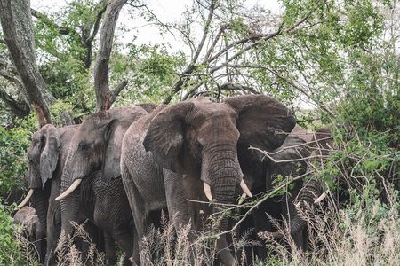 2 Days One Night Private Tour in Tarangire National Park 