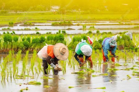 Embrace the Farmer's Way: Dive into the Paddy Farming Adventure