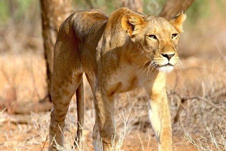 8 Days Private Safari to Southern Circuit Parks of Tanzania