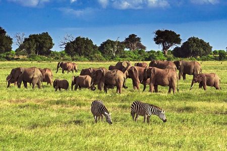  Private Tour of Tsavo East National Park from Mombasa