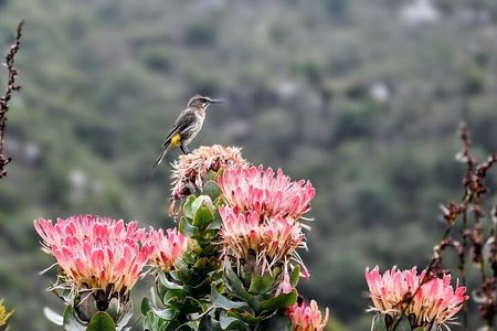Robben Island, Table Mountain and kirstenbosch from Cape Town