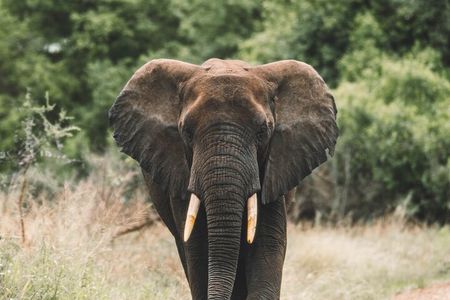 Wildlife Extravaganza: Manyara, Tarangire & Ngorongoro in 3 Days