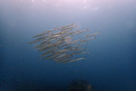 PADI Discover Scuba 3 Times Diving Phuket