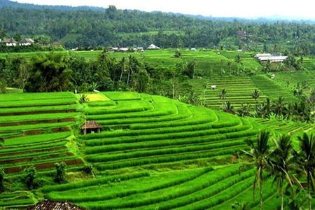 Full-Day Private Tabanan Tour in Bali