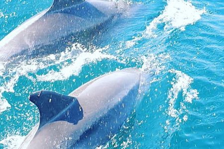 Walk and dolphin watching in Fuengirola + 1 drink