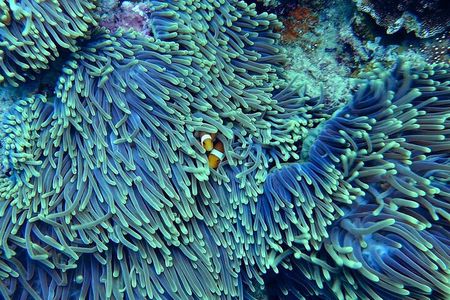 Miami: Snorkeling Adventure in Miami for Beginners Private Yacht