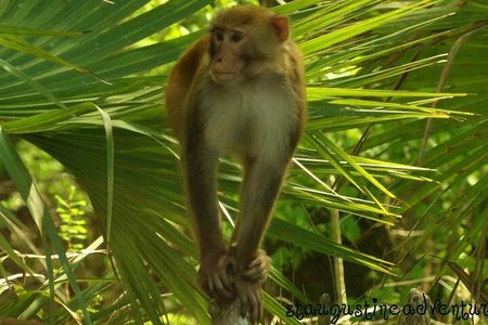 Silver Springs Clear Kayak Manatee, Monkey & Wildlife Adventures