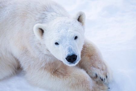 Ranua Wildlife Park Day : Visit the Arctic Animals!
