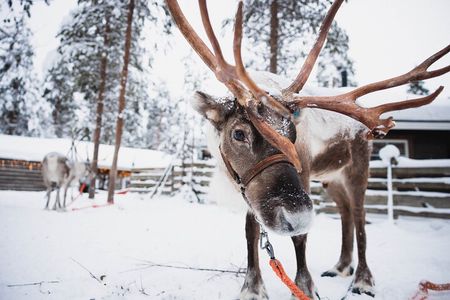 Rovaniemi 2 days Activities Package