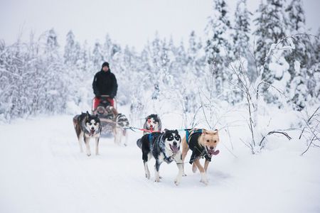 Husky Long Trail Adventure in Arctic Circle