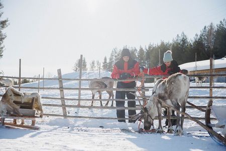 Reindeer Experience with Sledge Ride