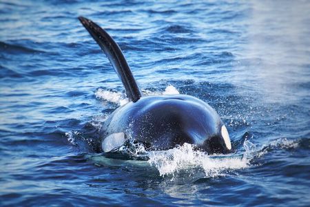 Whale and Dolphin Watching in San Diego 