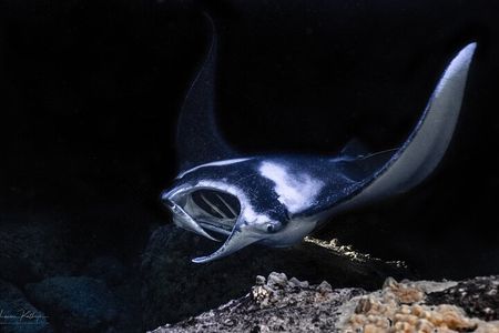 Manta Ray Night Snorkel Experience of a Lifetime 