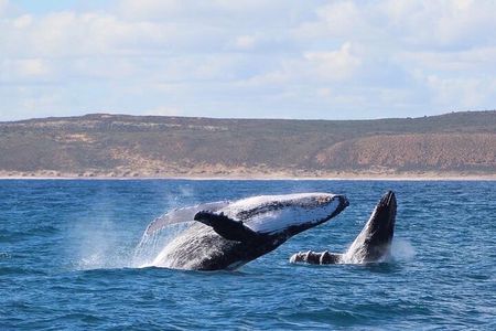 Kalbarri Whale Watching Tour 