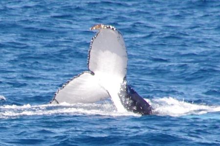 Kalbarri Whale Watching Tour 