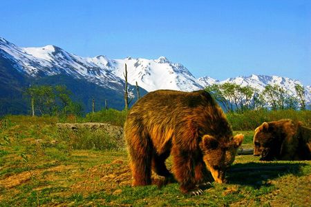 Glacier View & Wildlife Adventure Tour