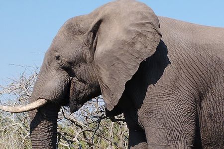 Full Day Kruger Safari Open Vehicle 