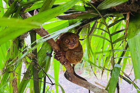 Bohol Day Tour with Round-Trip Transfers from Cebu