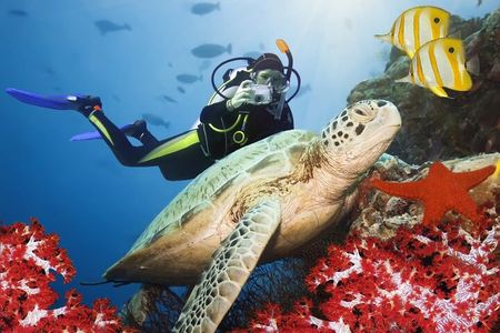Scuba Diving Experience in Kusadasi with Instructor and Transfer