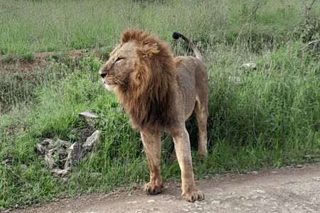 Masai Mara National Reserve Day trip From Nairobi. 