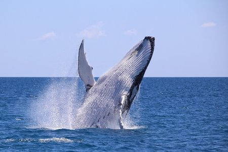 Bahía Málaga: Humpback Whale Watching in Cali - Colombia